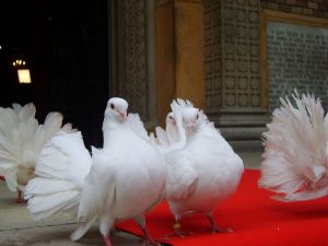 Porumbei Albi Nunta